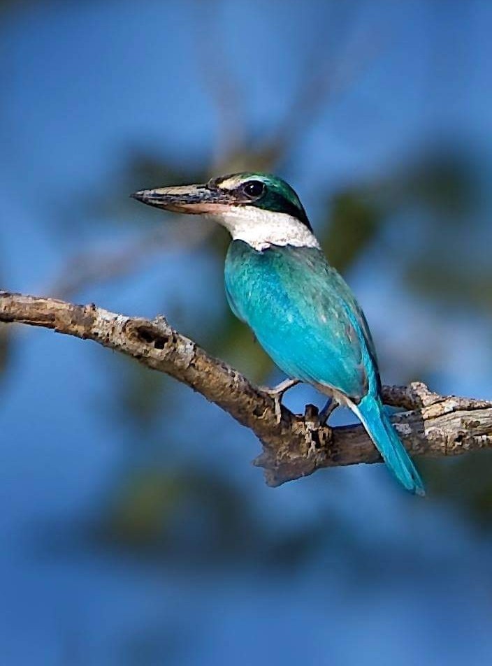 Bhittarkanika National Park