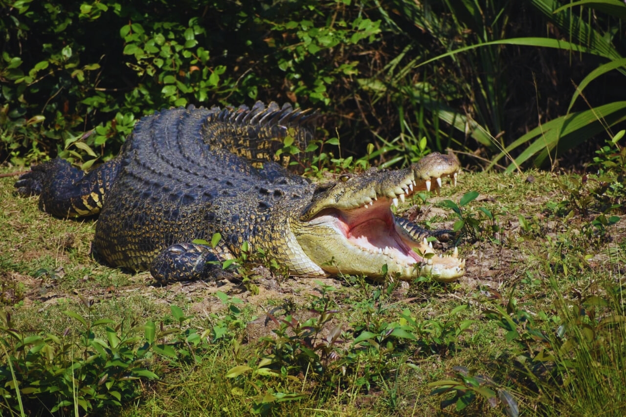 Exploring Bhitarkanika National Park