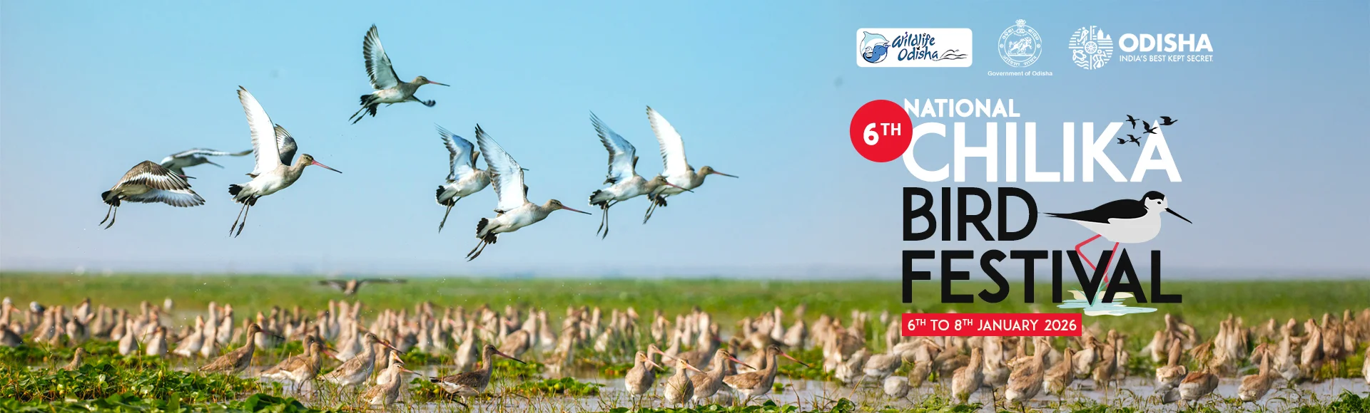 Chilka Bird Festival 2026