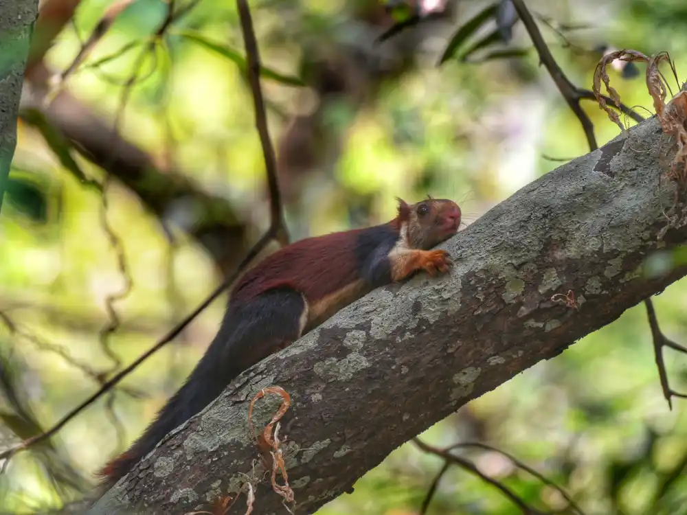 conservation&success-stories.webp