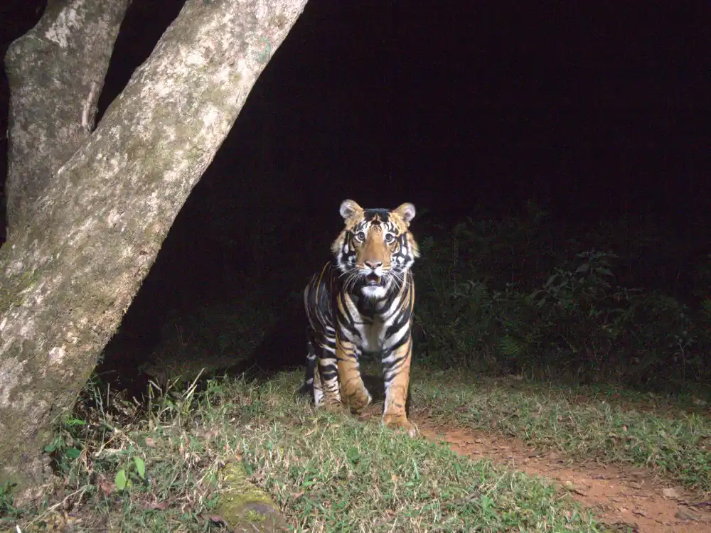 Similipal-National-Park.webp