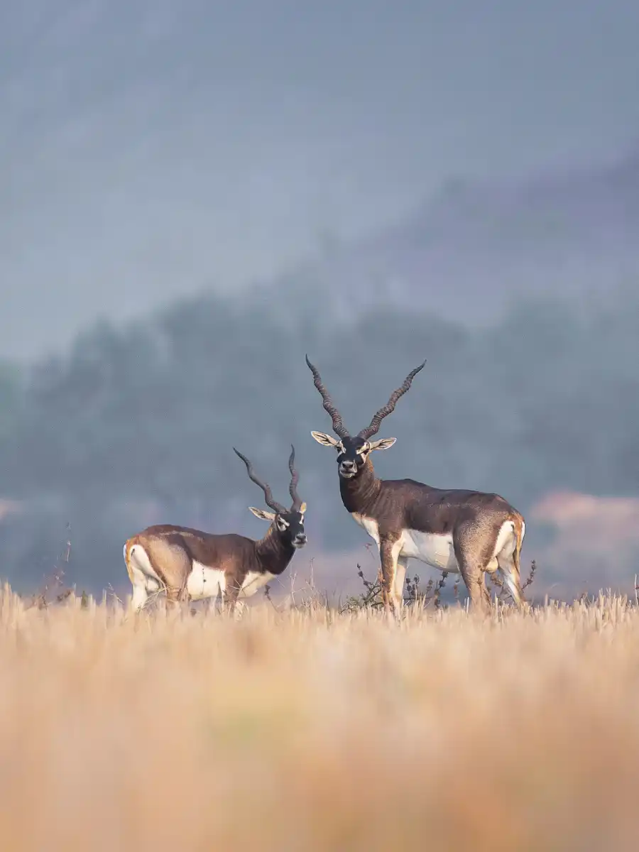 south-od-BhetnoiBlackbuck-card.webp